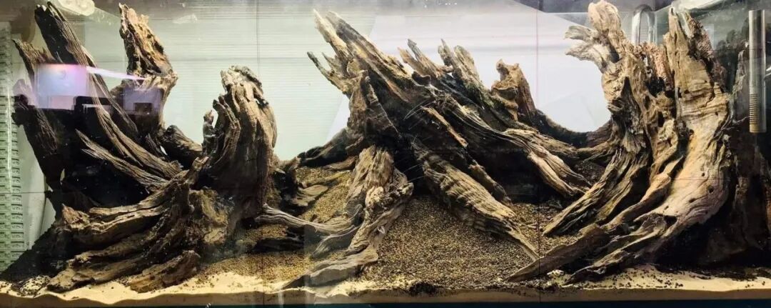明年想打IAPLC?这个秋天就得开缸:从获奖拆解里抠出3个能落地的技法,再给你一份备赛排期