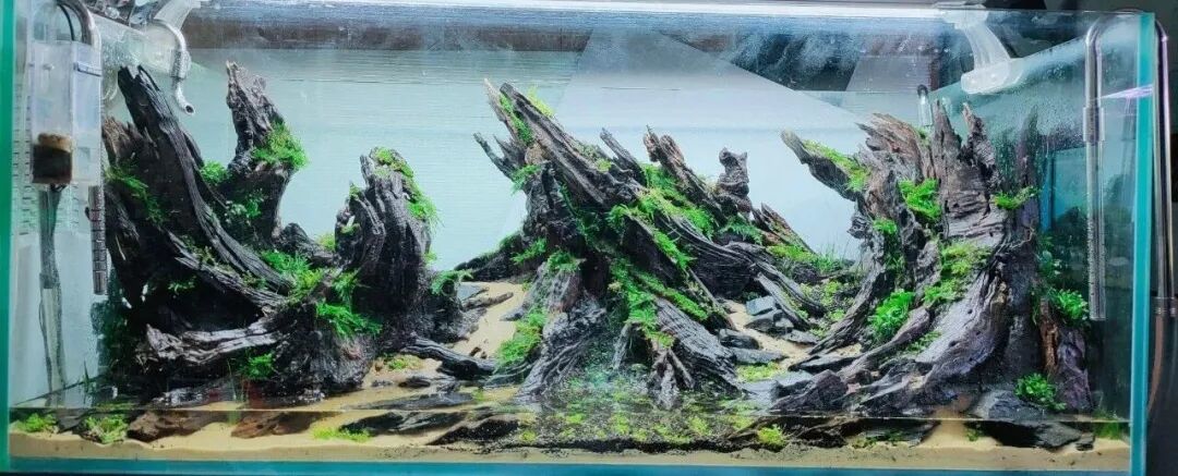 明年想打IAPLC?这个秋天就得开缸:从获奖拆解里抠出3个能落地的技法,再给你一份备赛排期