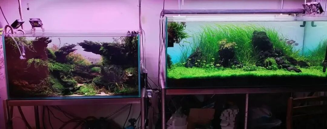 明年想打IAPLC?这个秋天就得开缸:从获奖拆解里抠出3个能落地的技法,再给你一份备赛排期