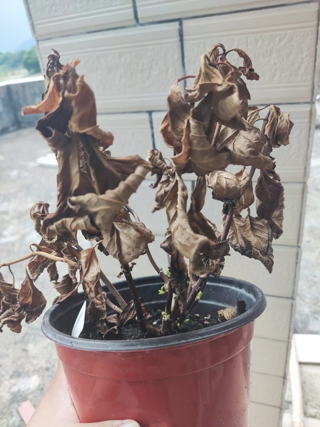 处暑刚过,“种菜时间表”刷屏了:先别急着撒种子,秋播看温度,不看节气