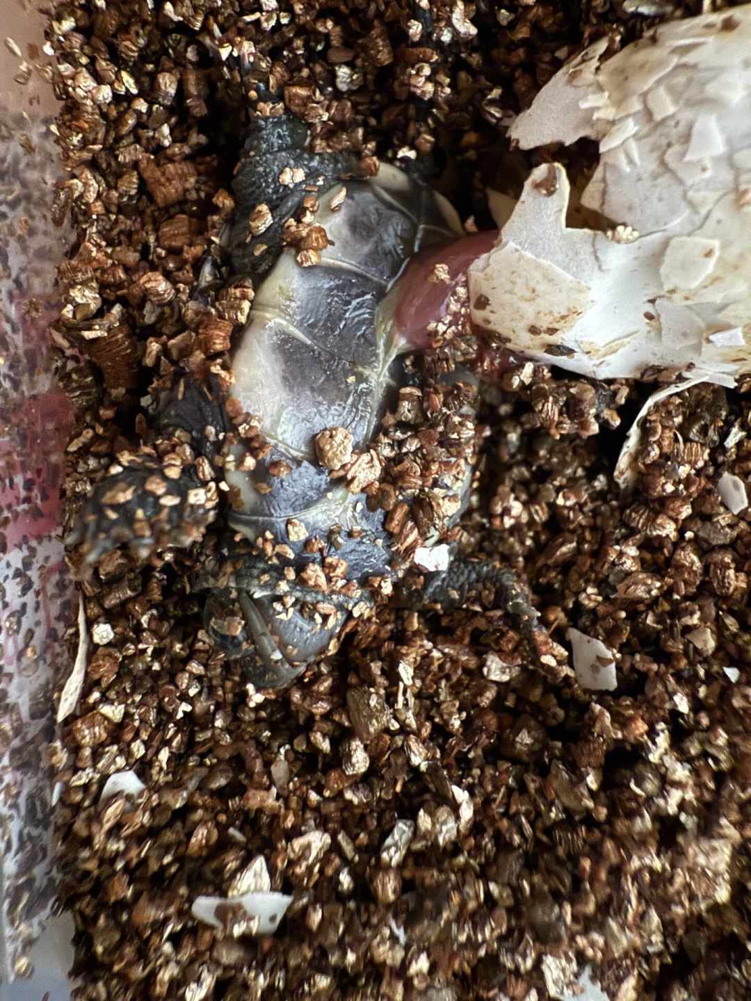 8月下旬,正是龟苗集中出壳的时候:龟蛋、干苗、开食苗是三种不同的赌注