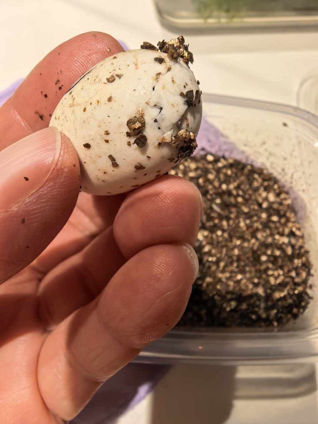 8月下旬,正是龟苗集中出壳的时候:龟蛋、干苗、开食苗是三种不同的赌注