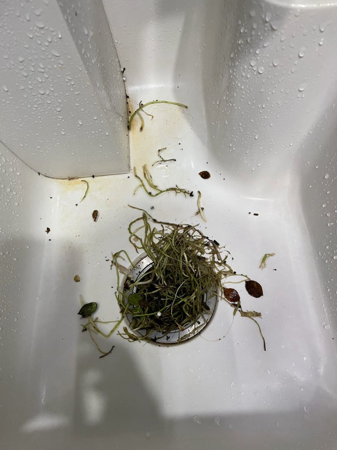 越勤换水,烂根越快:9月前是水培最后的救援窗口——三级分诊法+15元内的急救清单