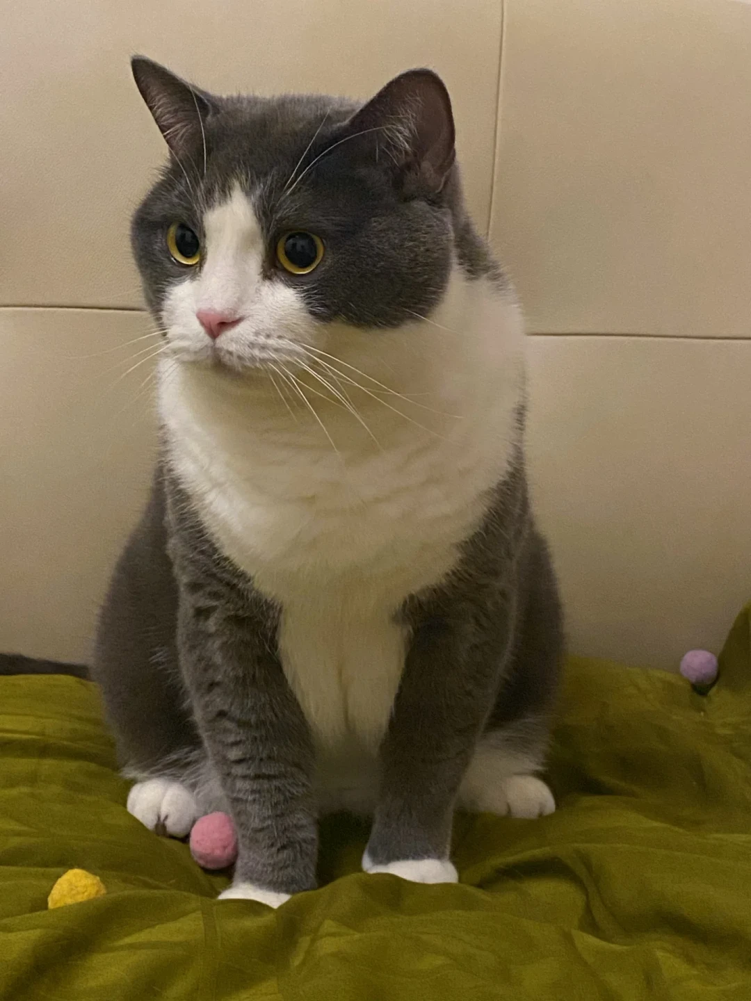 皇家SAT34减肥粮一袋400多值不值？买前先算清4笔账：处方身份、喂食量、减重速度、好价线