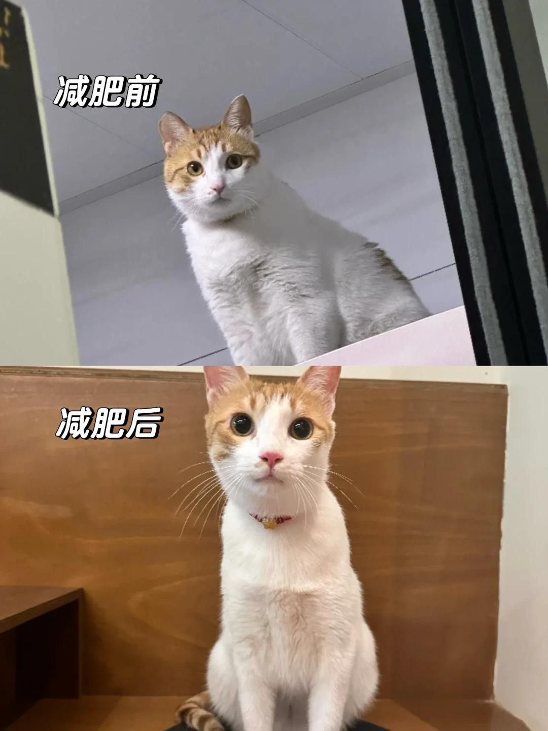 皇家SAT34减肥粮一袋400多值不值？买前先算清4笔账：处方身份、喂食量、减重速度、好价线