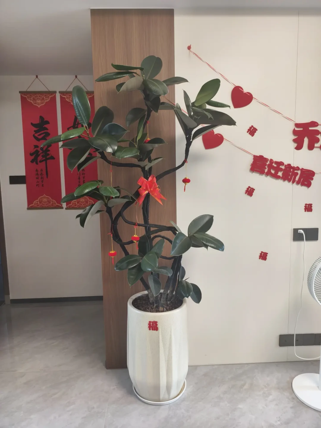 59.8元网购橡皮树爬出4条蛇：秋天补货绿植前，先收好这份验收指南