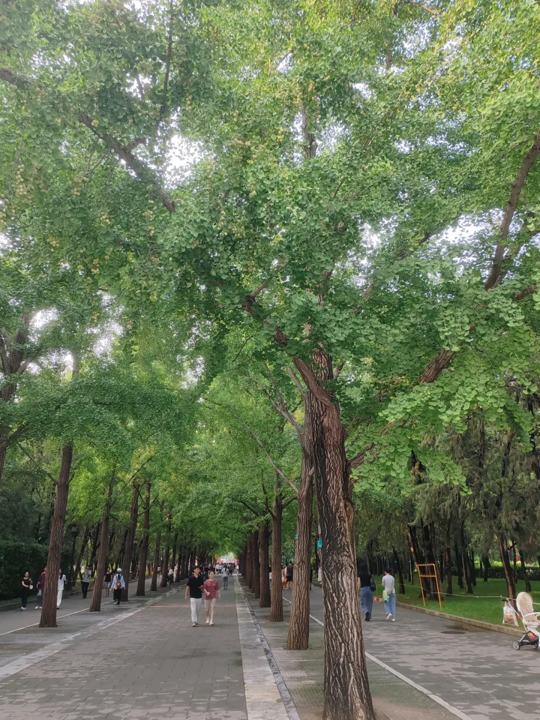 年轻人排队去地坛“看海”:这趟2元门票的朝圣,值得去吗、怎么去