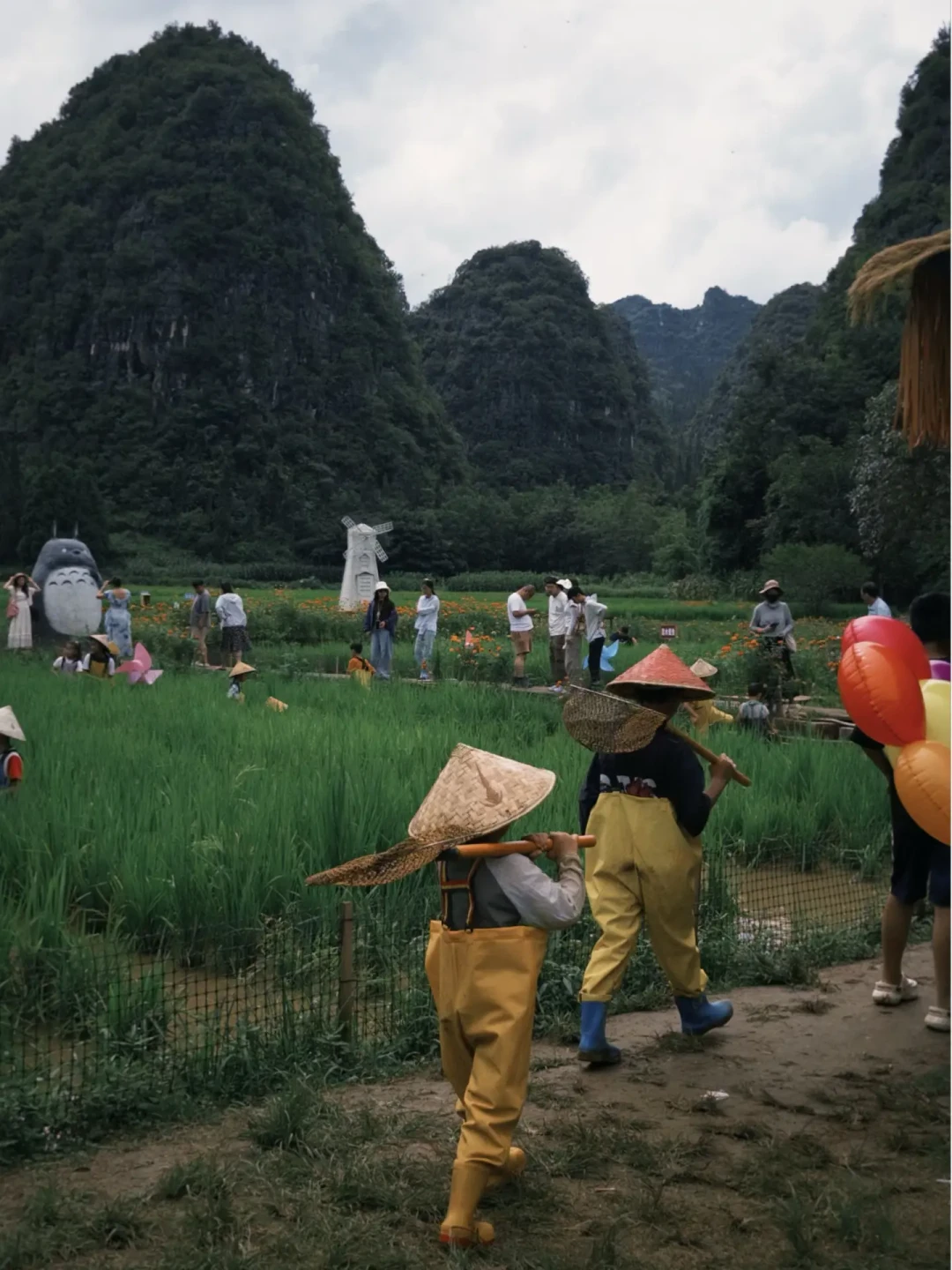 稻花鱼开捉窗口就这几周:全国“稻田抓鱼”30-130元/人,带娃去之前先看懂这篇