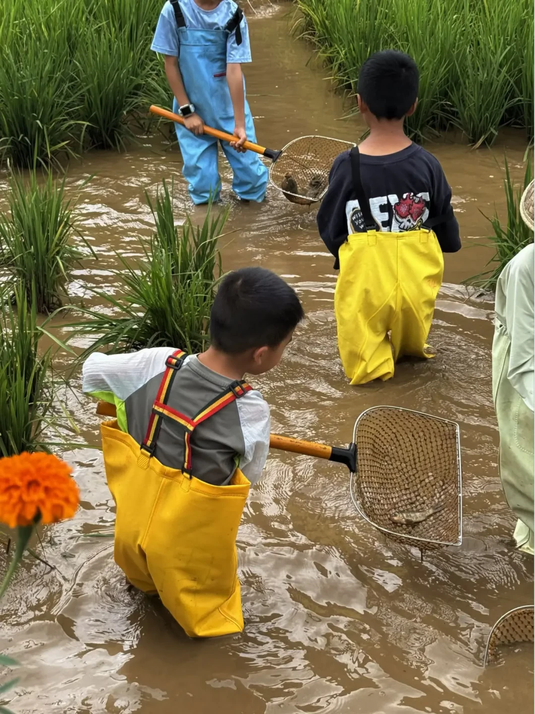 稻花鱼开捉窗口就这几周:全国“稻田抓鱼”30-130元/人,带娃去之前先看懂这篇
