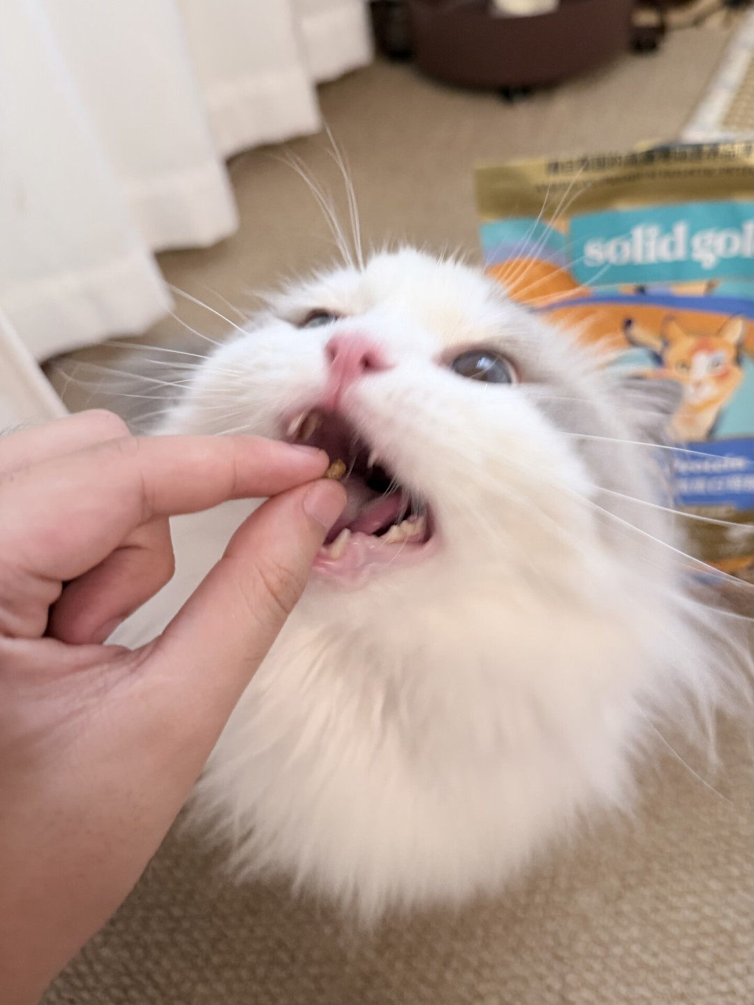 猫粮翻车潮引发换粮潮,但