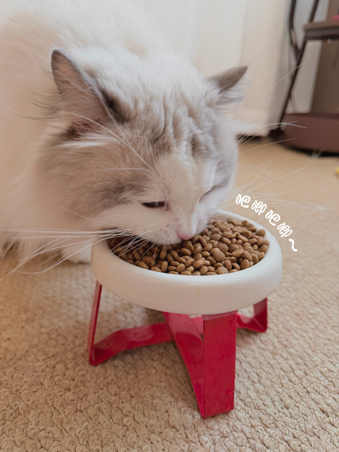 猫粮翻车潮引发换粮潮,但