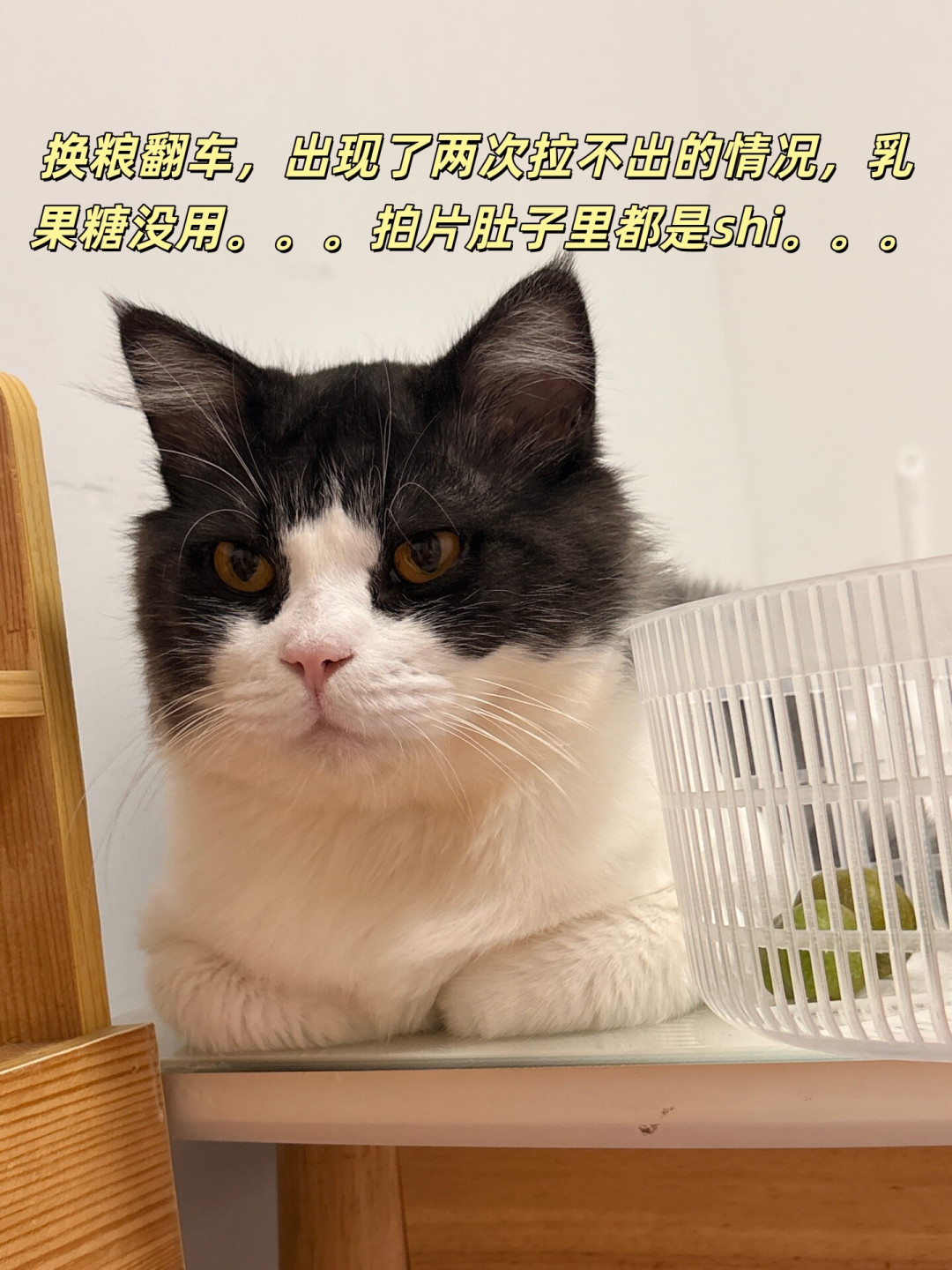 猫粮翻车潮引发换粮潮,但