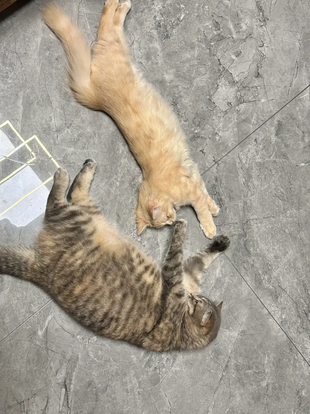 小猫打闹被说成“霸凌”冲上热搜:先看懂这5个信号,再判断你家猫是在玩还是真打