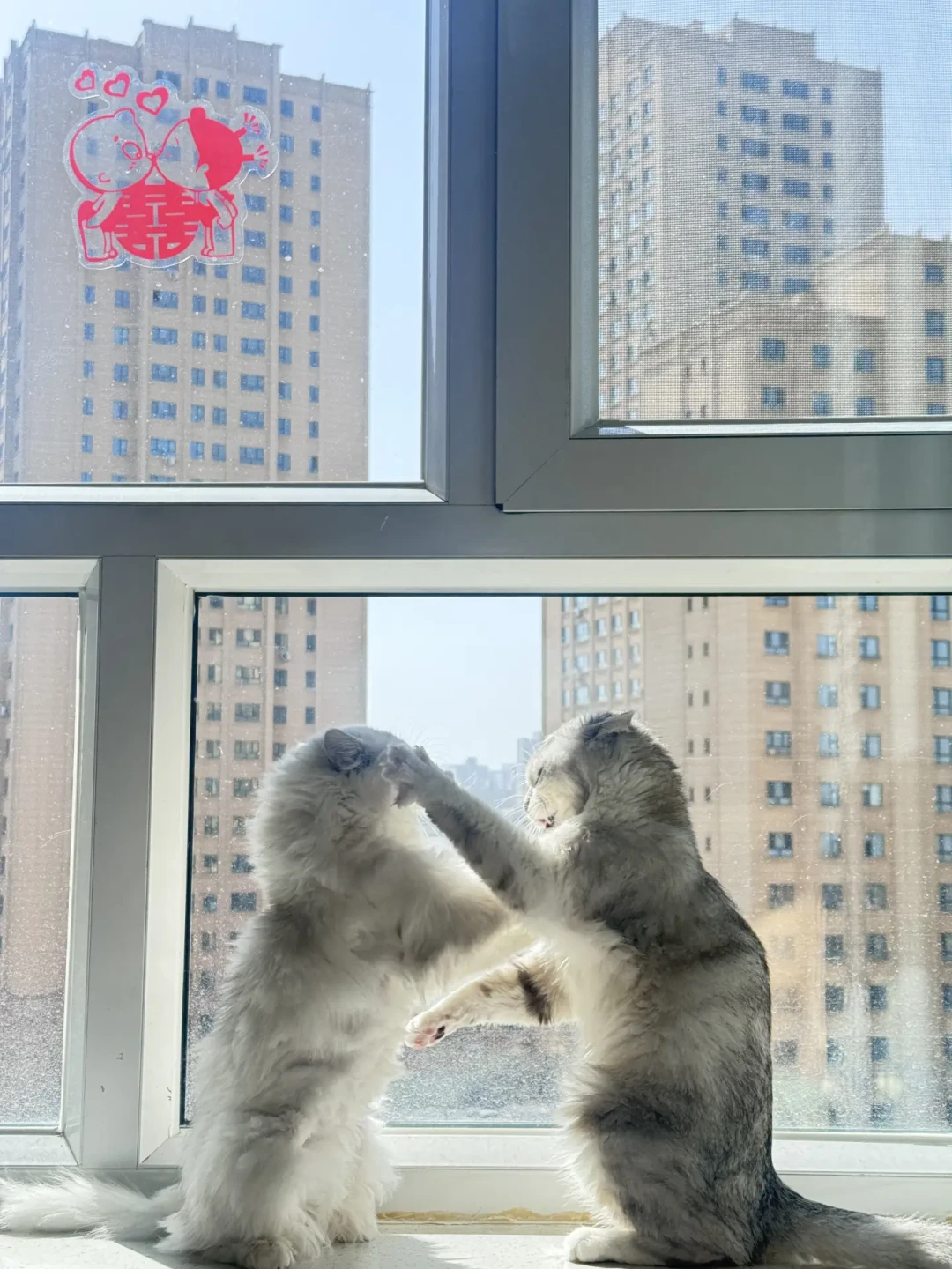 小猫打闹被说成“霸凌”冲上热搜:先看懂这5个信号,再判断你家猫是在玩还是真打