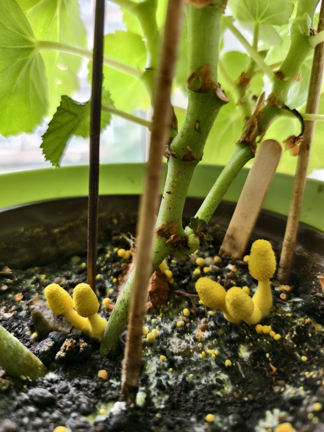 花盆里突然长出小黄蘑菇?别慌、别吃、也别急着换土:这是花给你发的烂根预警