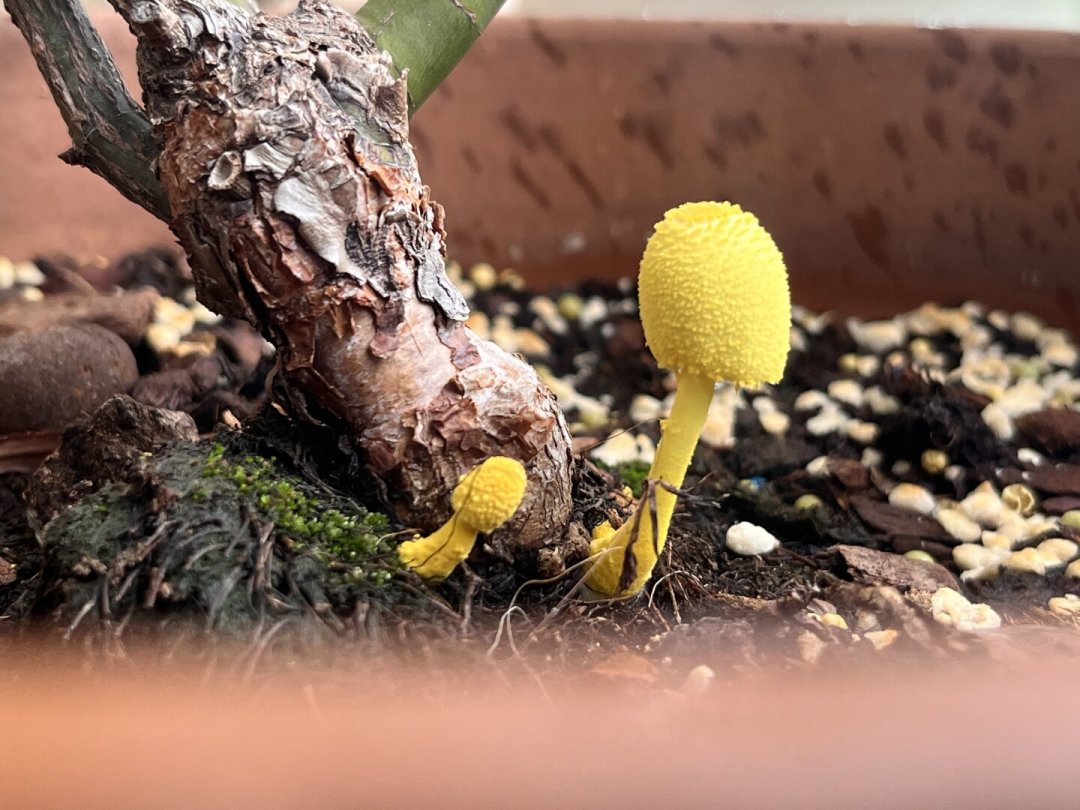 花盆里突然长出小黄蘑菇?别慌、别吃、也别急着换土:这是花给你发的烂根预警