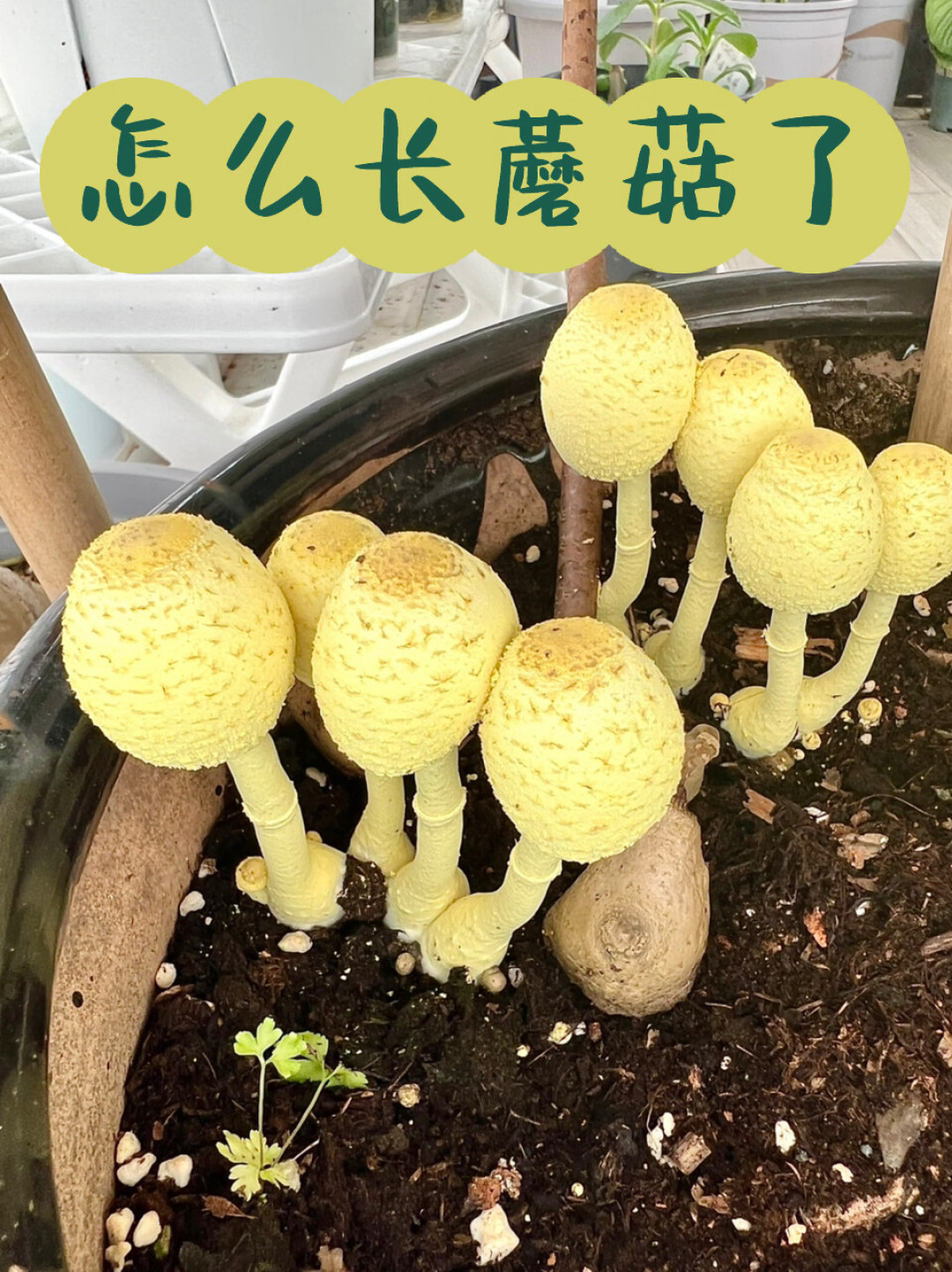 花盆里突然长出小黄蘑菇?别慌、别吃、也别急着换土:这是花给你发的烂根预警