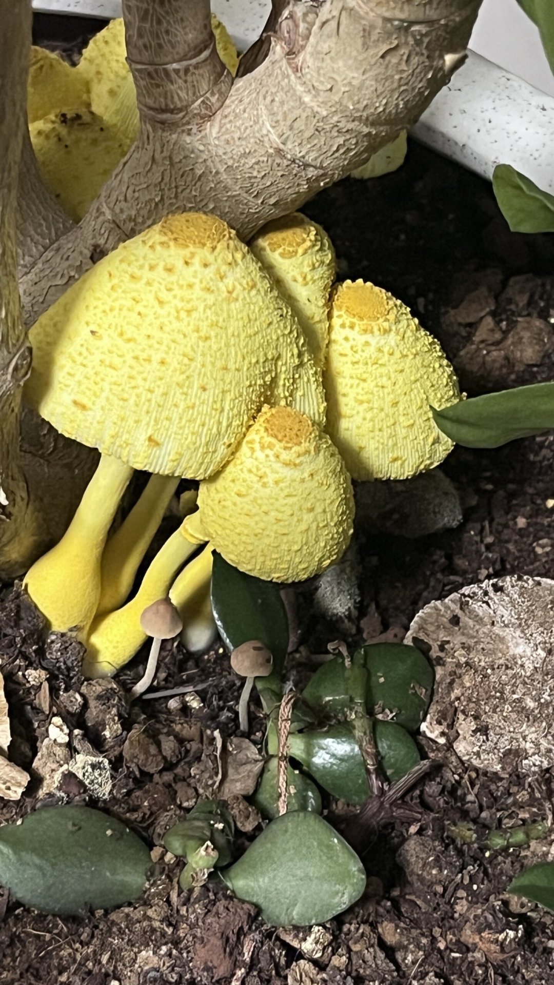 花盆里突然长出小黄蘑菇?别慌、别吃、也别急着换土:这是花给你发的烂根预警