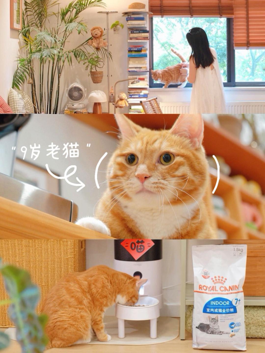 “老年”两个字,其实没有统一标准:老年猫换粮,看体况、看体检值、看磷