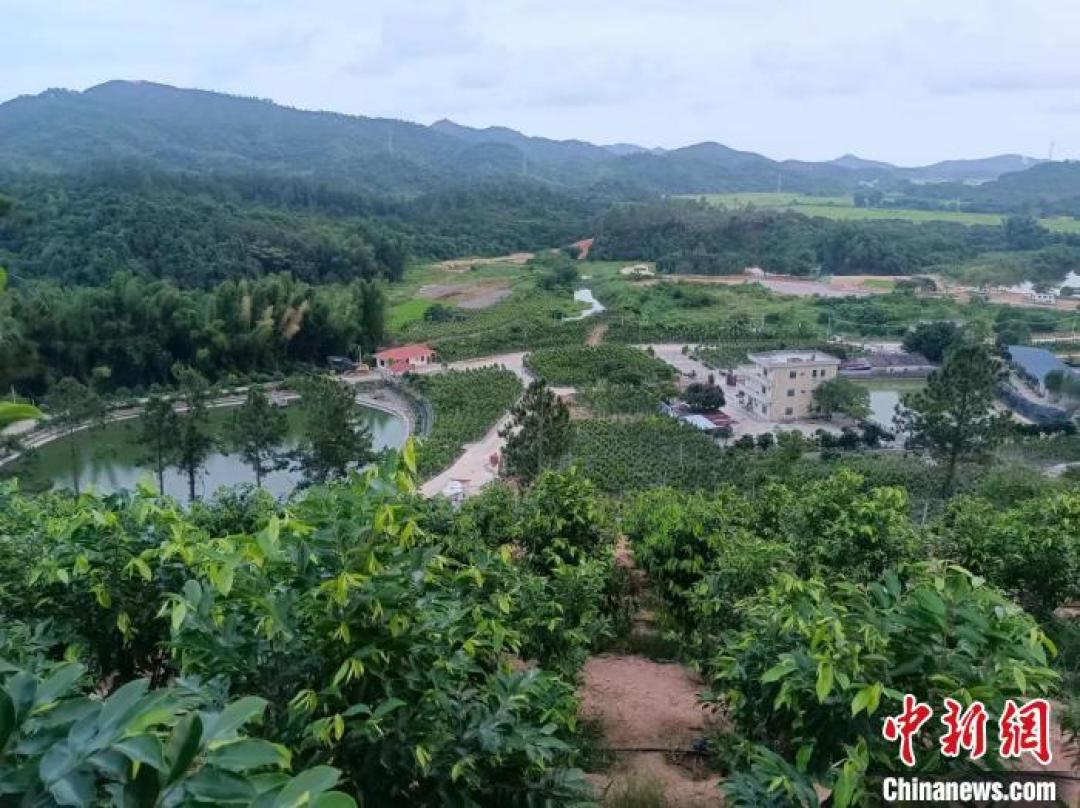 399元一串的“奇楠”手串,顶级奇楠却克价上万:种植奇楠值得买吗,能收藏吗