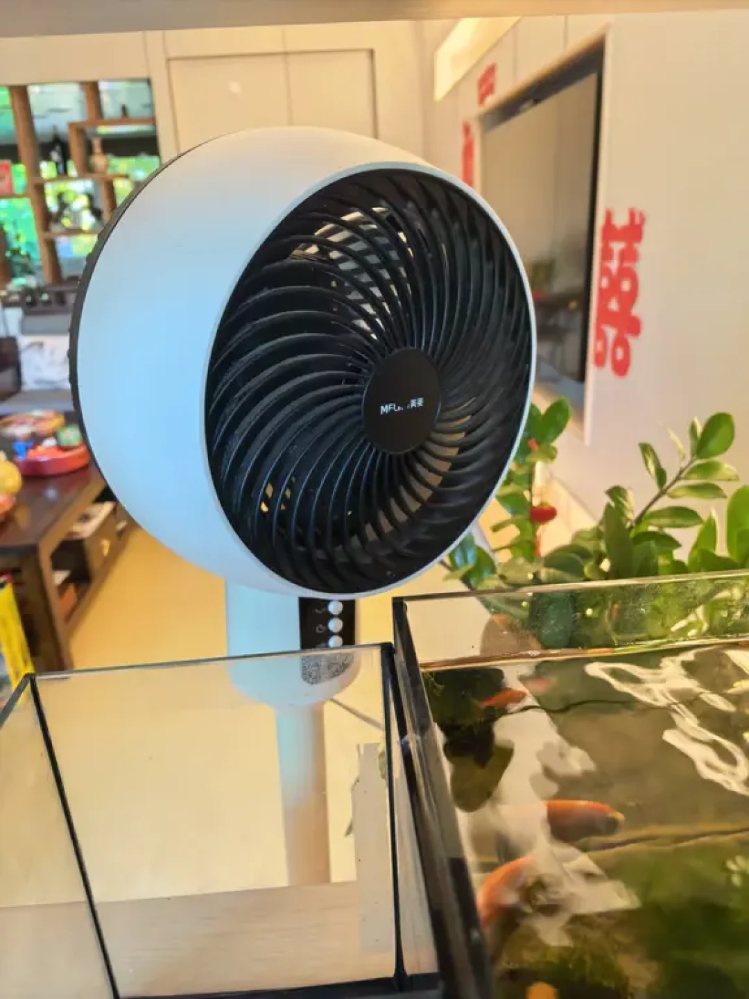 鱼缸水温33℃,5天死了6条鱼:风扇、冰瓶、冷水机怎么选,翻完鱼友实测给你答案