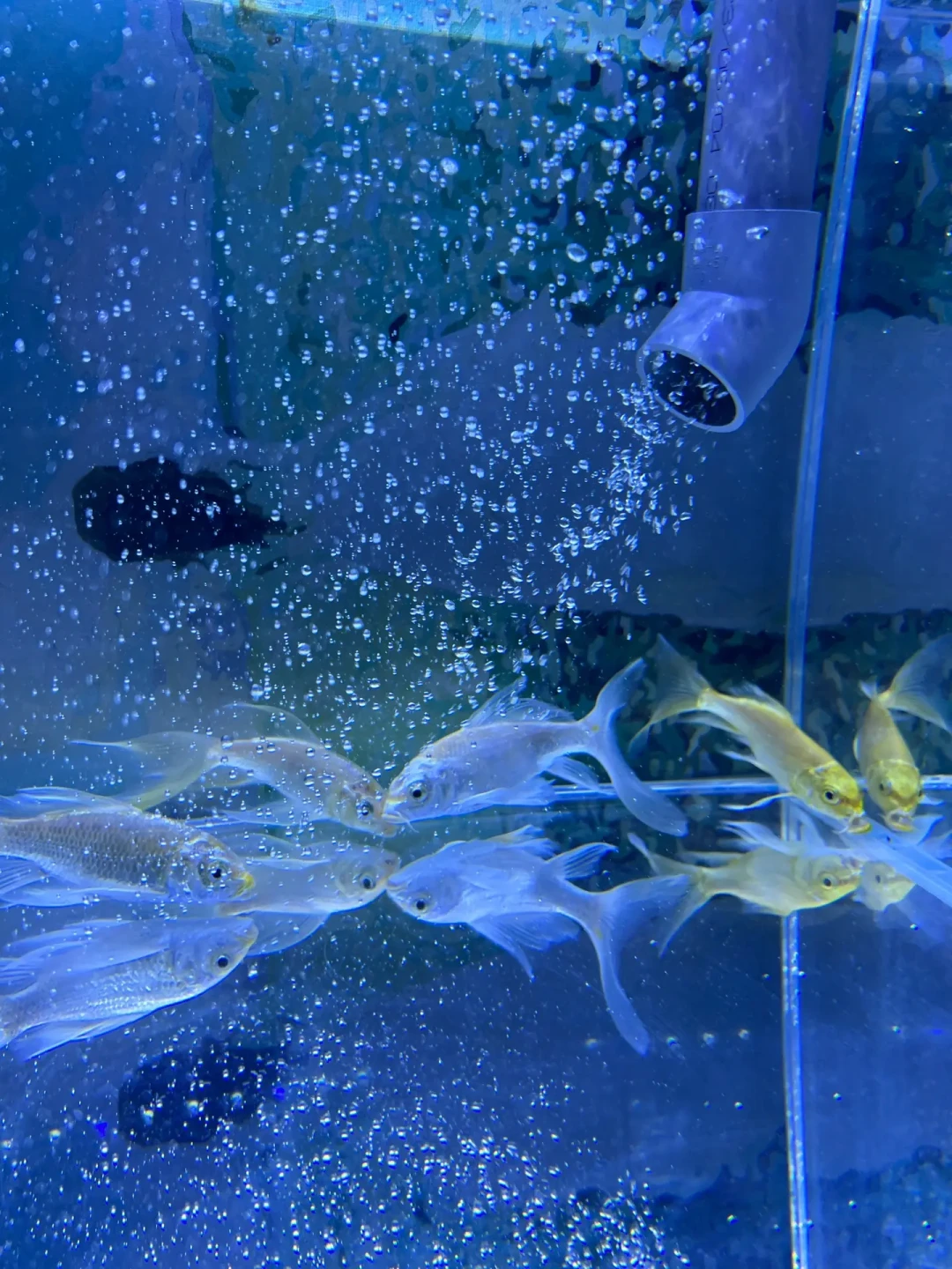 水很清,鱼却接连死?台风撞上秋老虎,鱼缸最危险的是