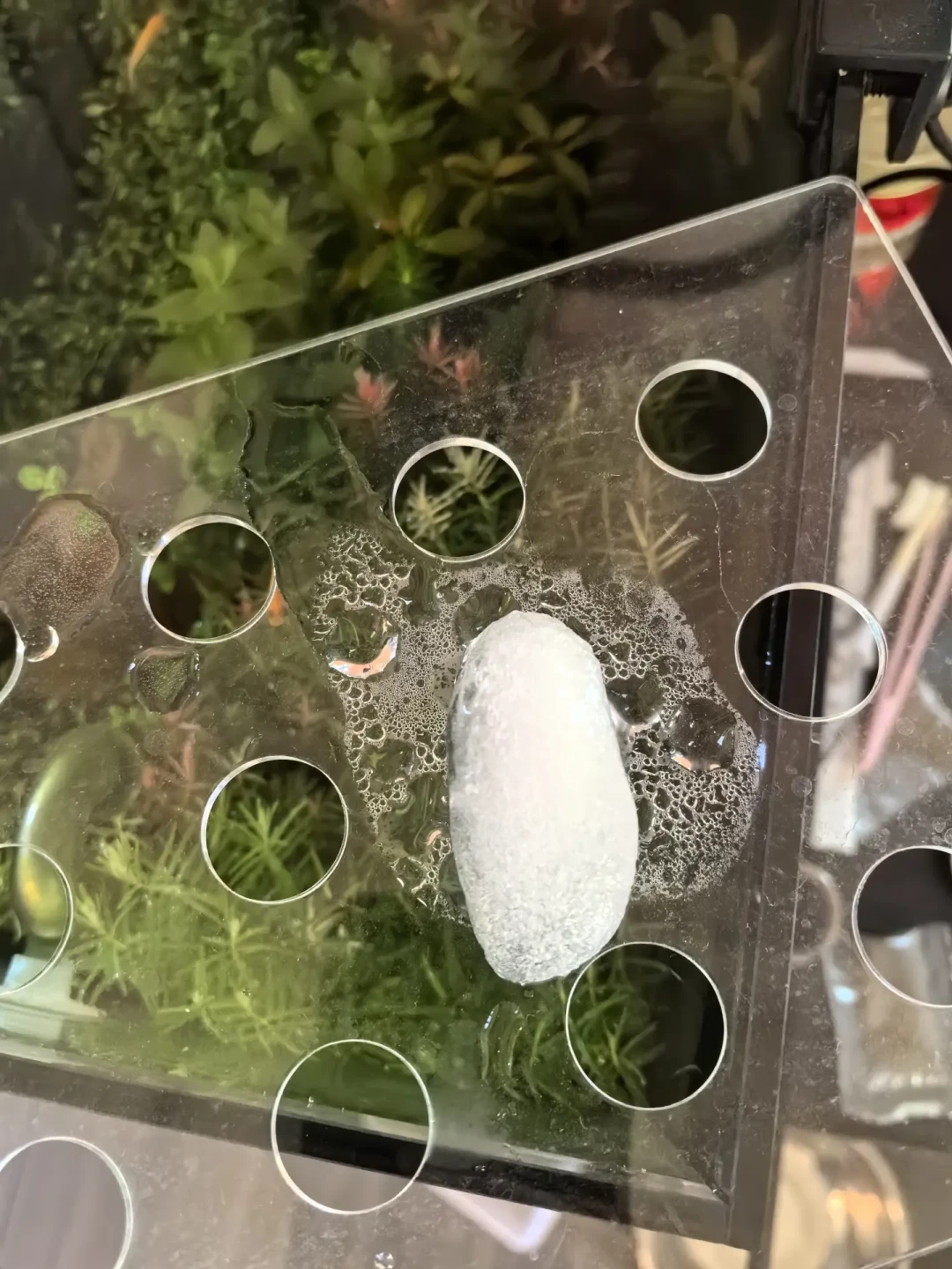 水很清,鱼却接连死?台风撞上秋老虎,鱼缸最危险的是