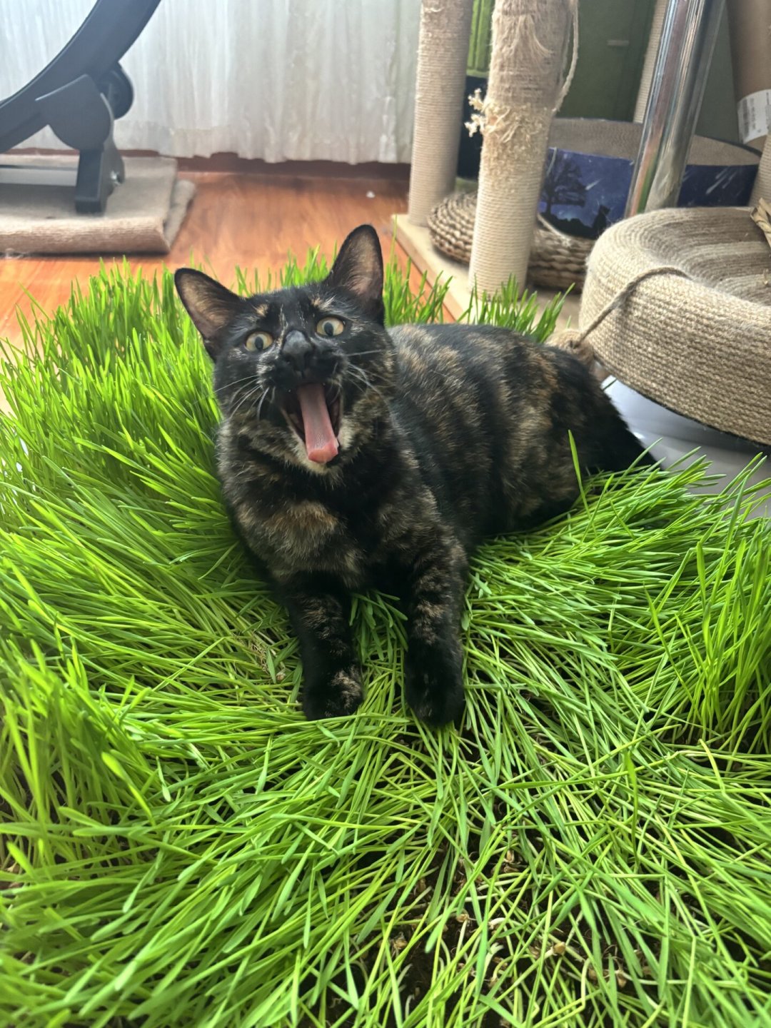 猫玩具买回来三天就被冷落?真正有用的丰容,往往不花钱
