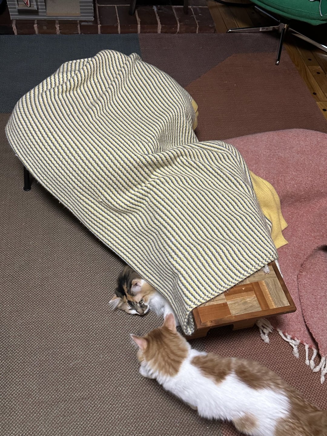 猫玩具买回来三天就被冷落?真正有用的丰容,往往不花钱