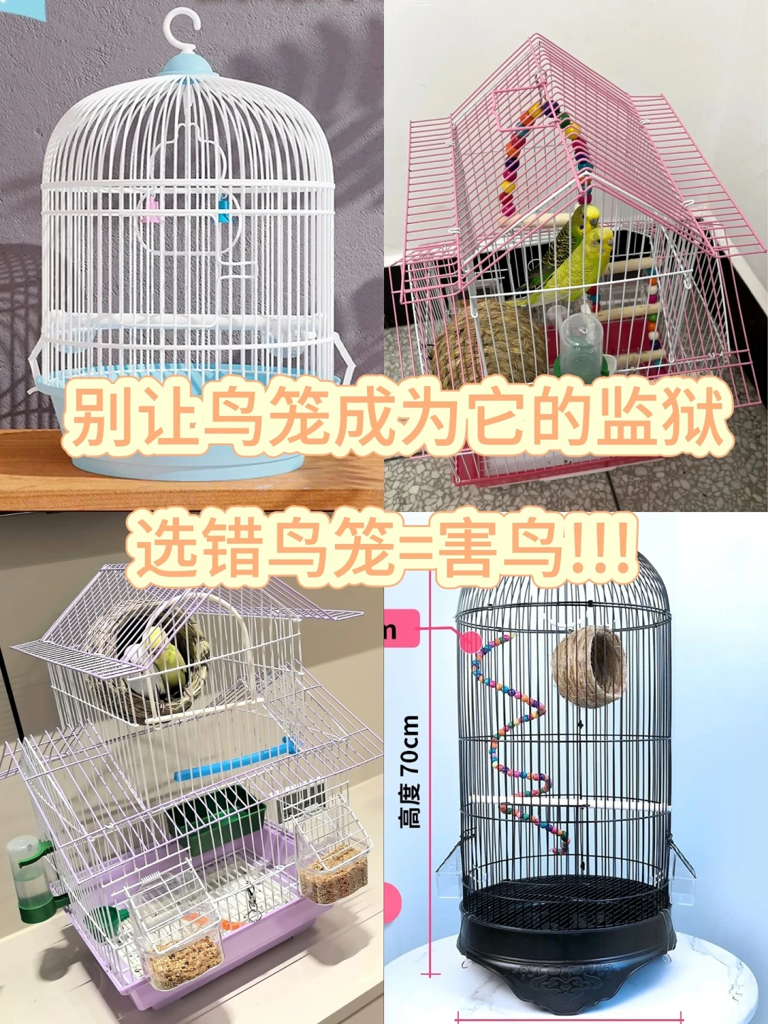 鸟才一百多,笼子却要三百?秋季接新鸟前,先把这笔账算明白