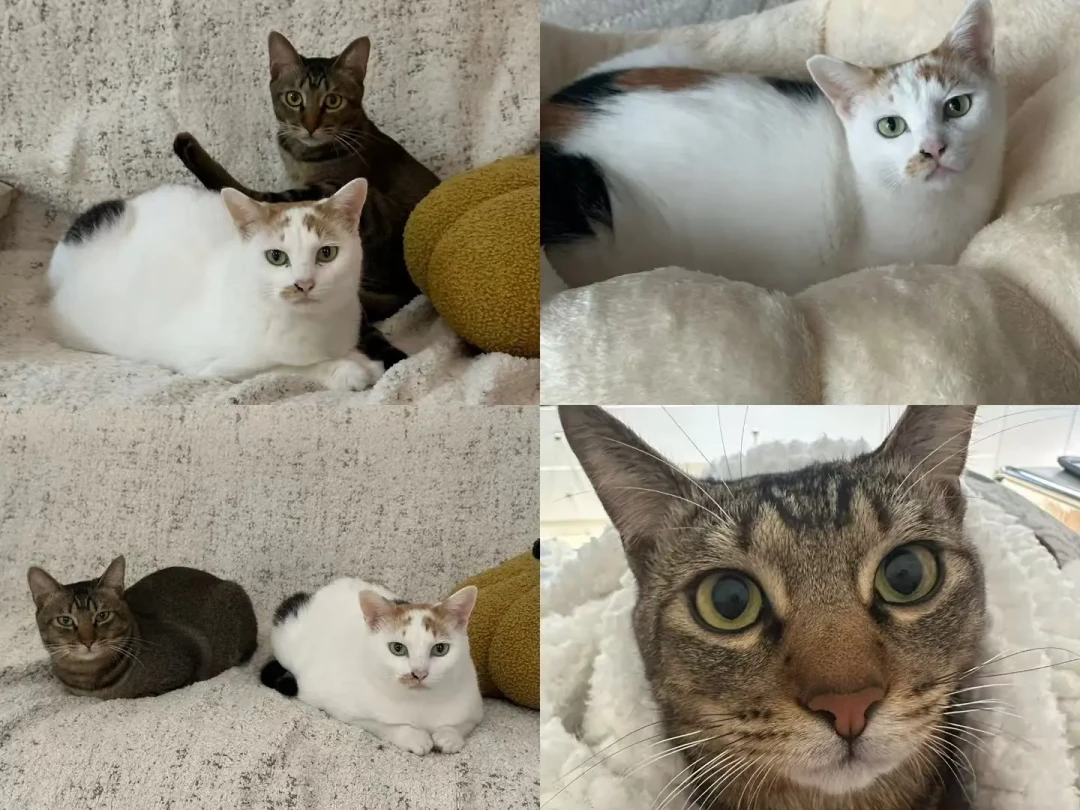 捡回来的猫送去知名基地寄养,一周后吵上热搜:把流浪猫安置的4条路子比了一遍,价格和坑都说清楚了
