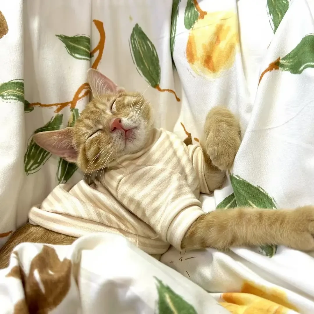 捡回来的猫送去知名基地寄养,一周后吵上热搜:把流浪猫安置的4条路子比了一遍,价格和坑都说清楚了
