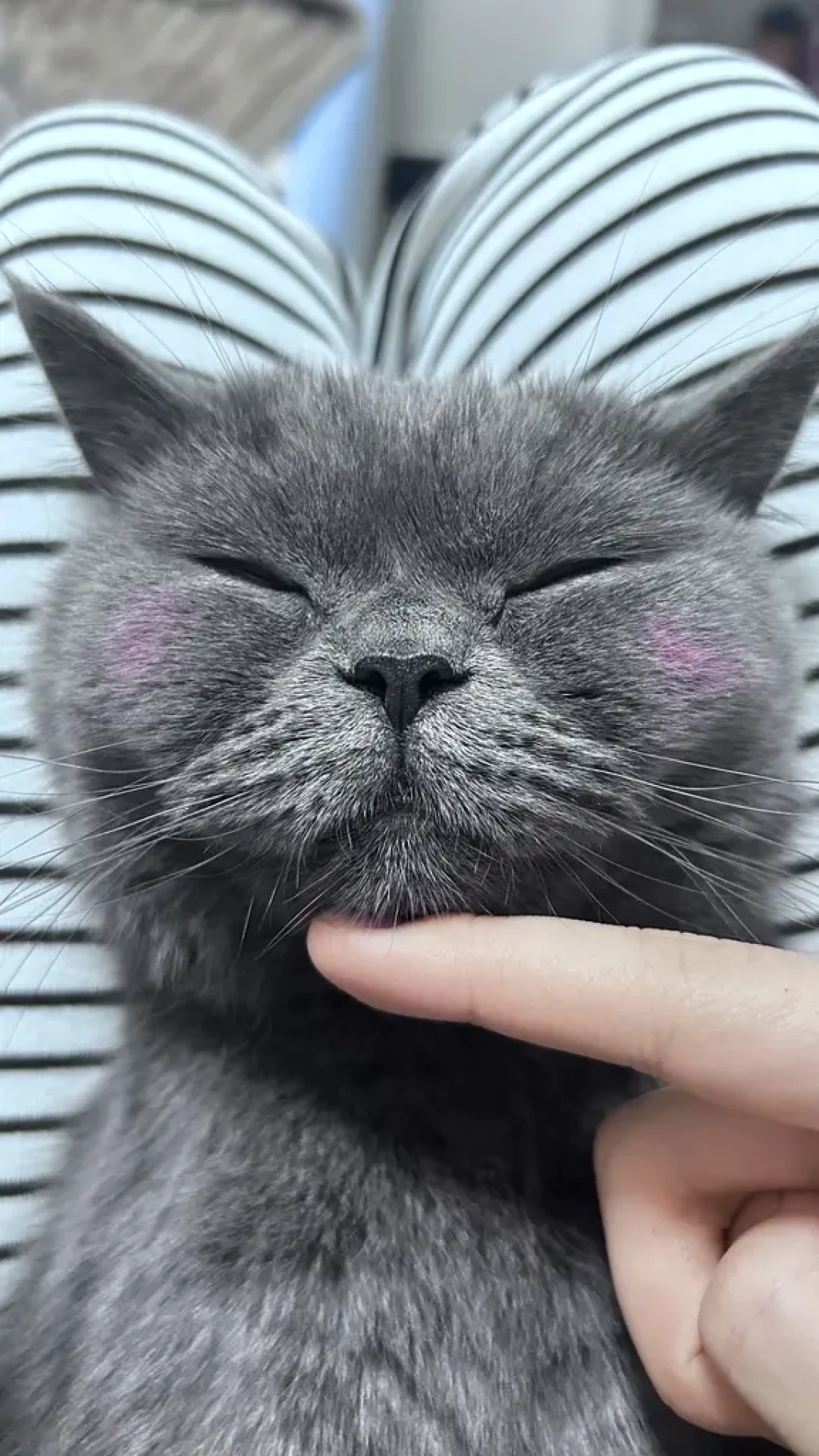 捡回来的猫送去知名基地寄养,一周后吵上热搜:把流浪猫安置的4条路子比了一遍,价格和坑都说清楚了
