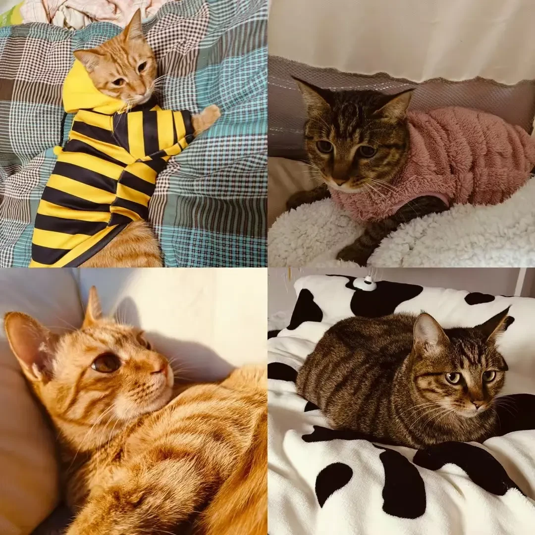捡回来的猫送去知名基地寄养,一周后吵上热搜:把流浪猫安置的4条路子比了一遍,价格和坑都说清楚了