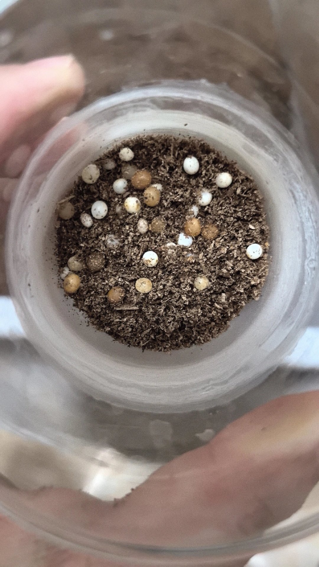 成虫在告别,幼虫免费送:8月底,甲虫市场进入一年里最便宜的时候,100元幼虫够新手走多远?