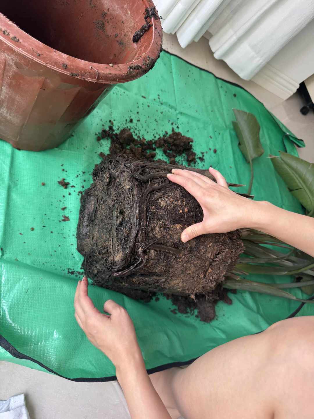 日历入秋了,温度还在过夏天:翻了100多篇秋季换盆和烂根翻车帖,我把哪些现在能动、哪些要再等等理清了
