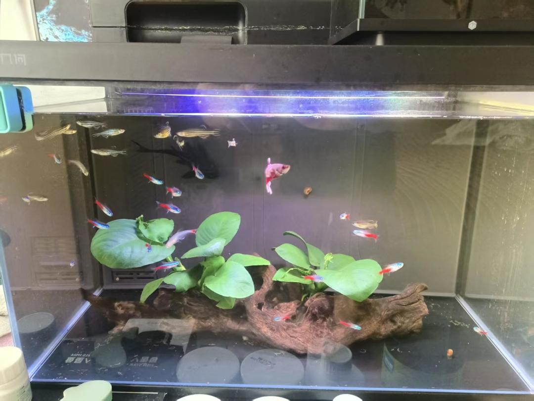 第一个鱼缸造景要花多少钱?翻遍全网真实开缸清单:三档预算,四种设备不必买