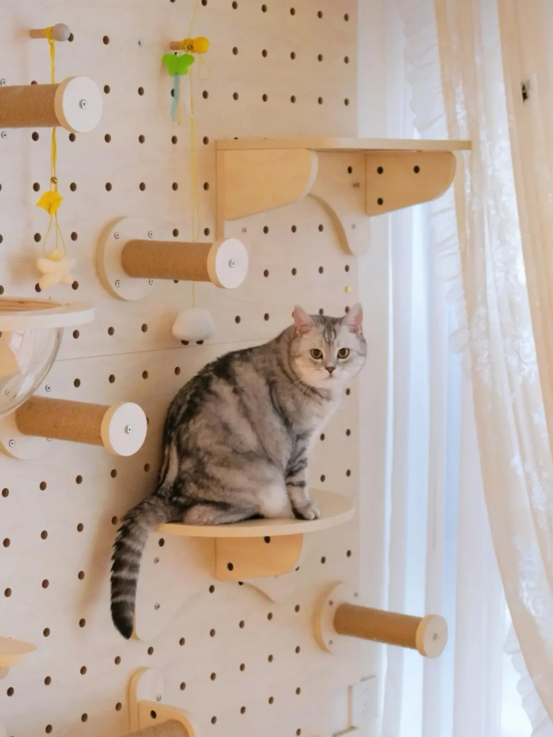 猫墙装了猫却不用?翻完全网100多条后悔帖:闲置分四种,三种有救法