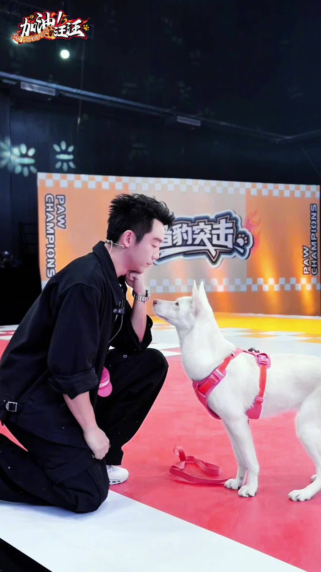 郑恺带着领养的中华田园犬冲进决赛:刘涛队拿下《加油!汪汪》猛士组冠军,但话题都归了大小姐