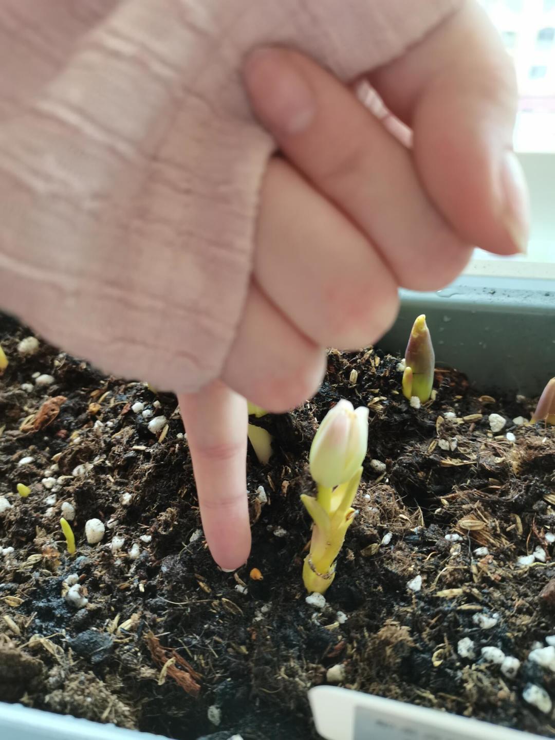 郁金香种球开订了,别急着下单:5度还是自然,由你的省份决定,不由店铺决定