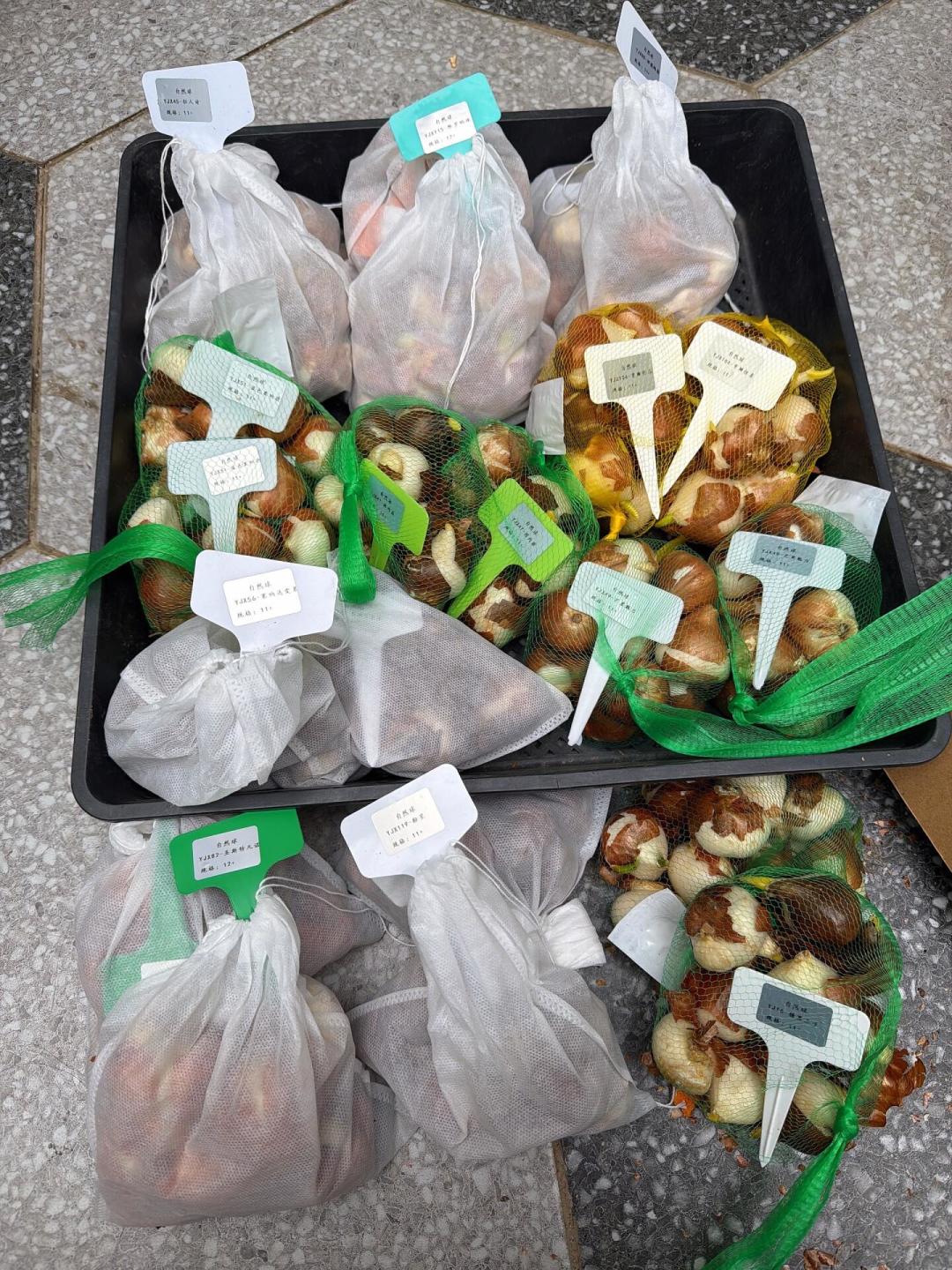 郁金香种球开订了,别急着下单:5度还是自然,由你的省份决定,不由店铺决定