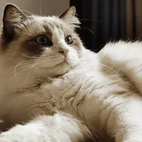 绝育后毛质变粗糙？这款粮找回我家猫咪的顺美毛