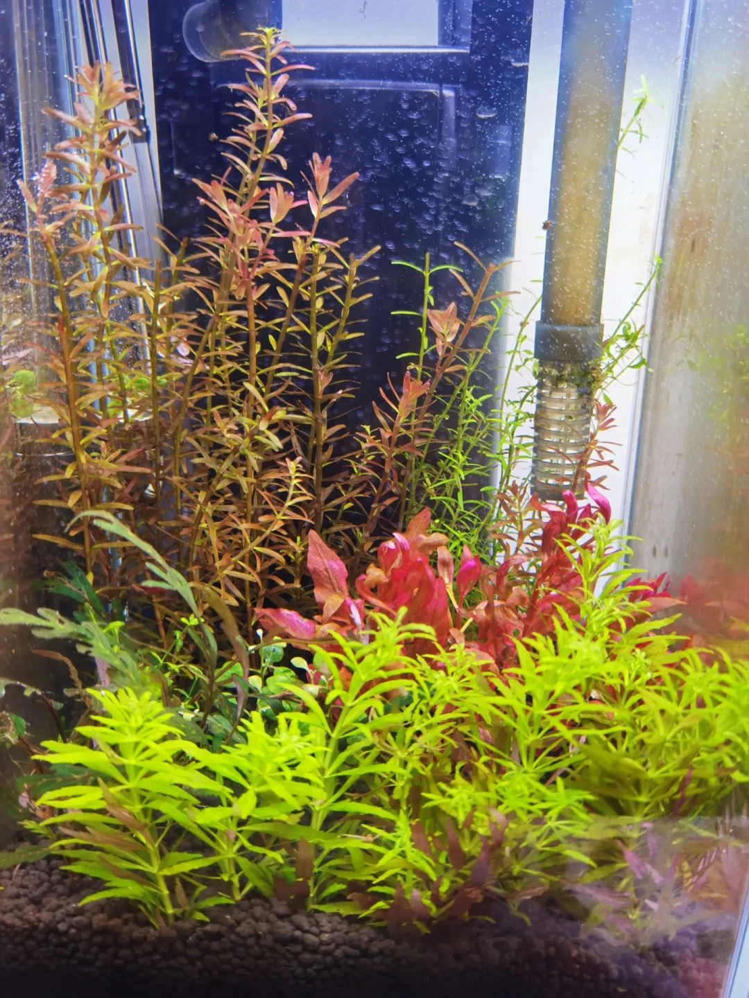 出伏了,南方草缸的劫还没渡完:水温卡28℃后,缸里同时在发生四件事,多数人只处理了第一件
