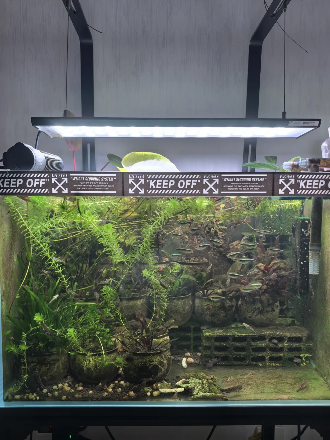 出伏了,南方草缸的劫还没渡完:水温卡28℃后,缸里同时在发生四件事,多数人只处理了第一件
