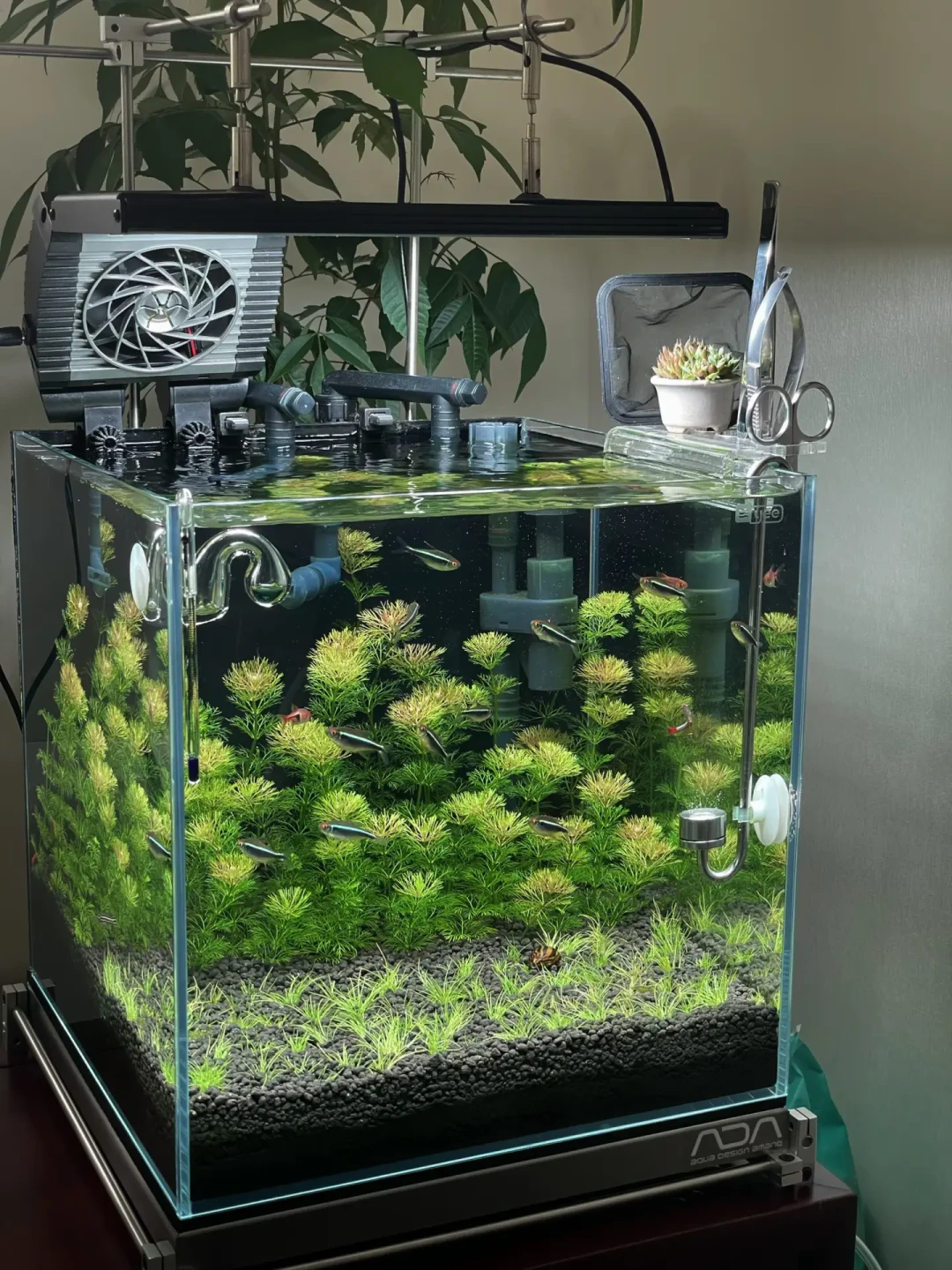 出伏了,南方草缸的劫还没渡完:水温卡28℃后,缸里同时在发生四件事,多数人只处理了第一件