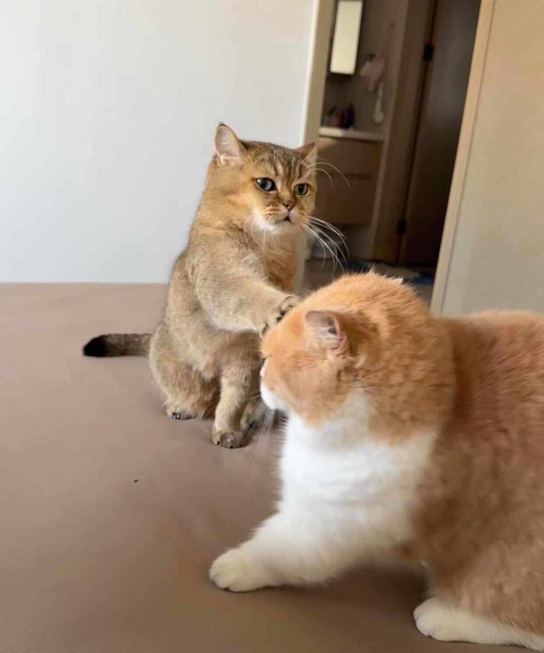 热搜里的大猫被全网冤枉了：你家猫打架时，这四个本能反应更坏事