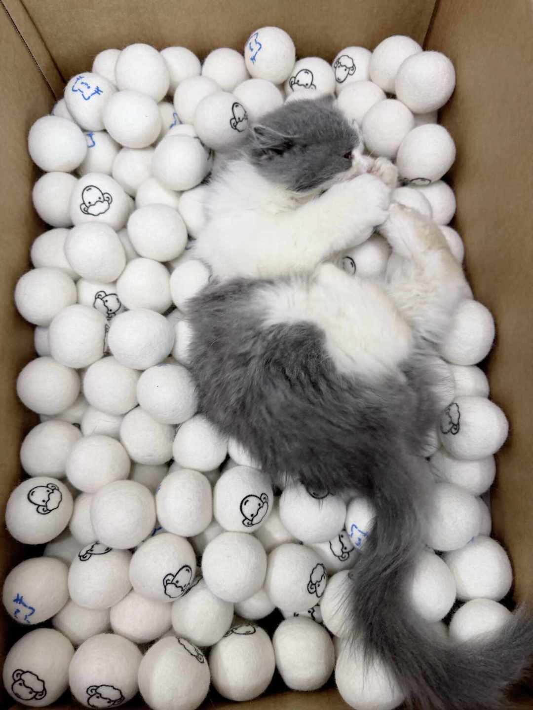 热搜里的大猫被全网冤枉了：你家猫打架时，这四个本能反应更坏事
