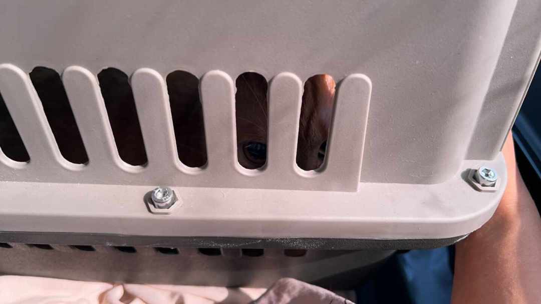 热搜里的大猫被全网冤枉了：你家猫打架时，这四个本能反应更坏事