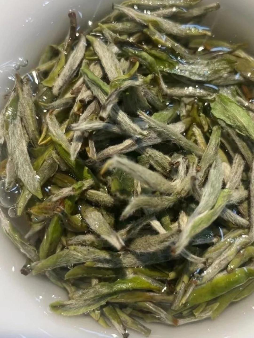 白茶不是越老越好喝:银针、牡丹、寿眉各有巅峰窗口