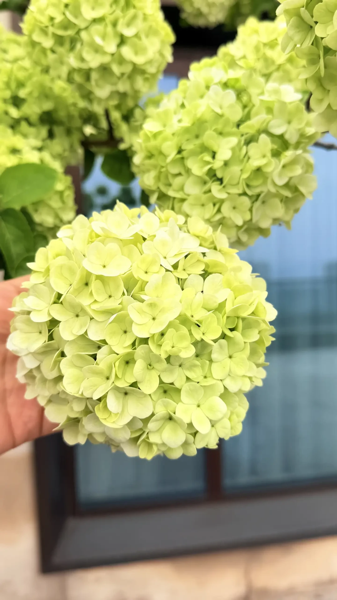 花1500元买的中华木绣球,开出来却是琼花?秋天种下前,先把这笔白花账算清